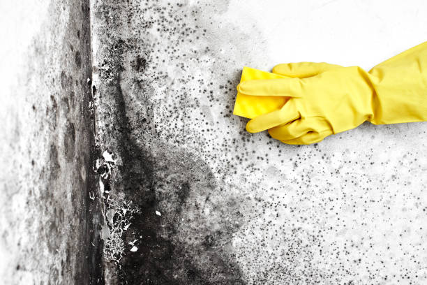 Best Affordable Mold Removal  in Charleston, MS