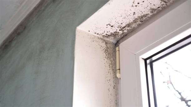 Best Mold Testing  in Charleston, MS