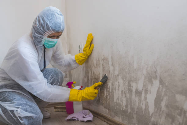 Best Mold Removal and Inspection  in Charleston, MS