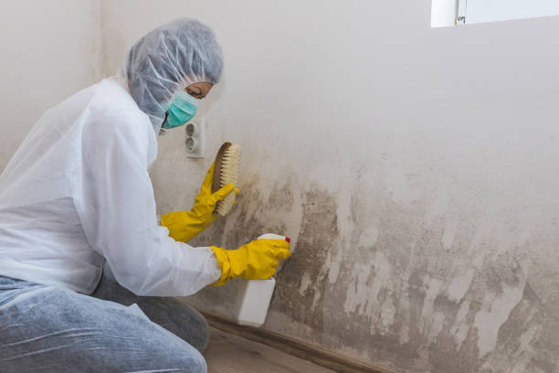 Office Mold Removal Services in Charleston, MS