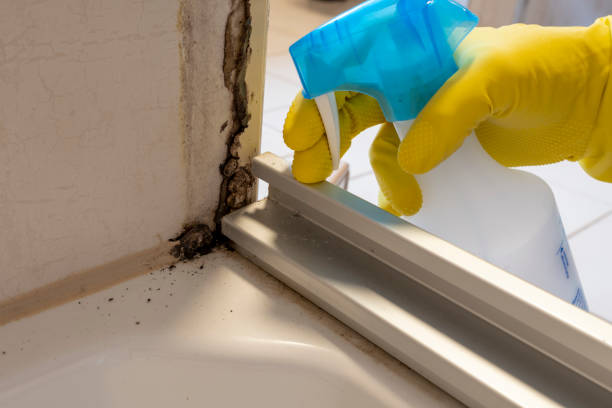 Best Toxic Mold Removal  in Charleston, MS