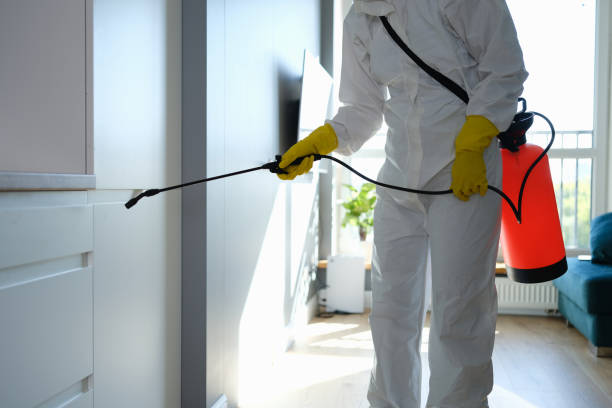 Best Same-Day Mold Removal  in Charleston, MS