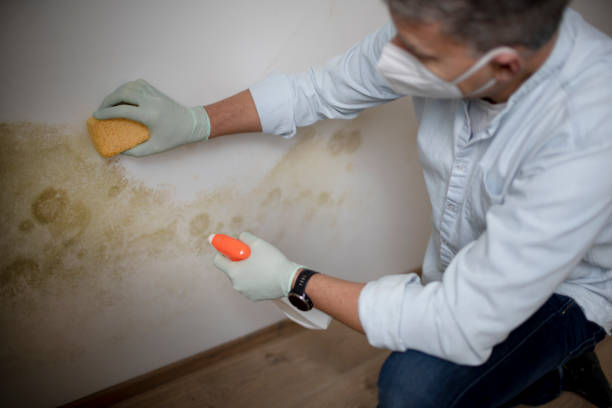 Mold Testing and Removal in Charleston, MS