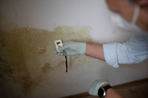  Charleston, MS Mold Removal Pros