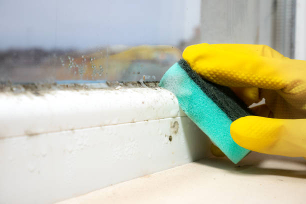 Best Mold Damage Repair  in Charleston, MS