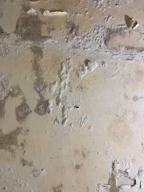Best Attic Mold Removal  in Charleston, MS