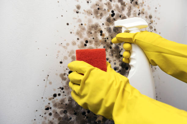 Best Black Mold Removal  in Charleston, MS