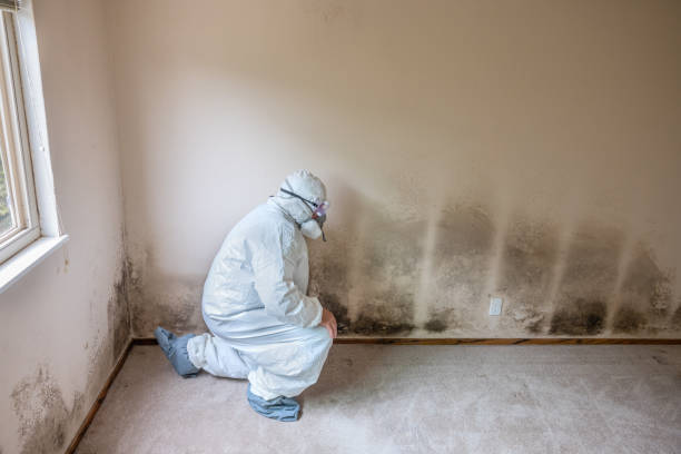 Best Mold Removal Company Near Me  in Charleston, MS