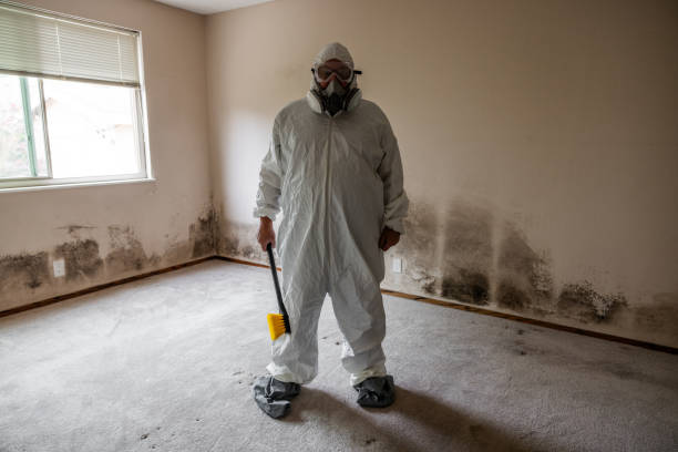 Best Best Mold Removal Companies  in Charleston, MS