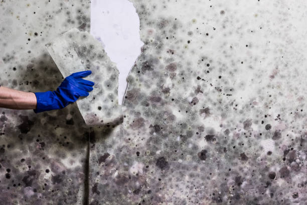 Best Mold Cleaning Services  in Charleston, MS