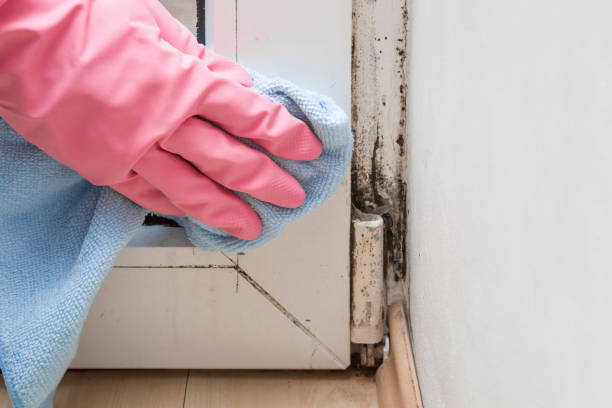 Best Certified Mold Removal  in Charleston, MS