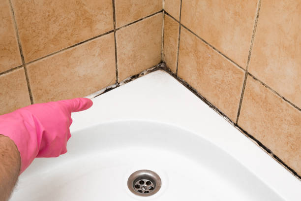 Best Commercial Mold Removal  in Charleston, MS